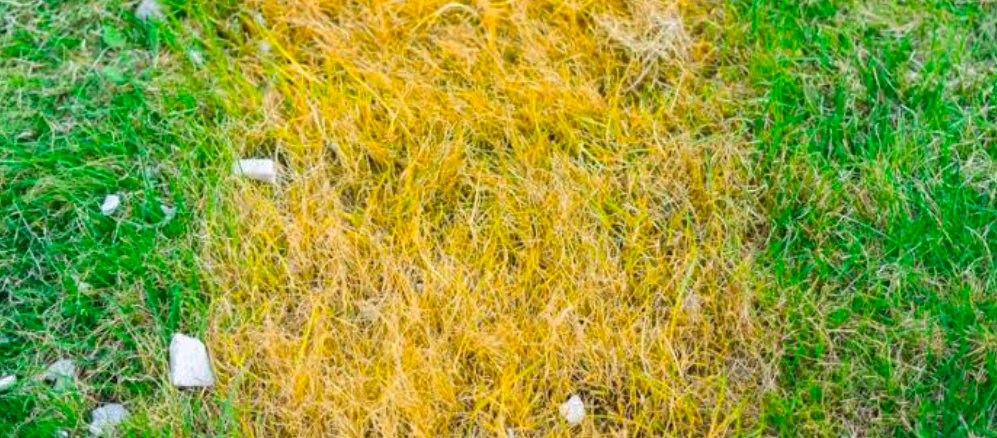 A patch of lawn with a yellow strip in the middle of green grass.
