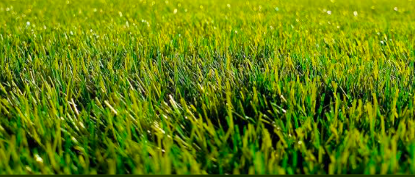 A patch of lush green grass.