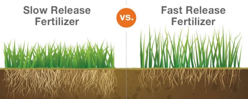 A diagram depicting clow release fertilizer vs fast release fertilizer differences in grass and root structure.