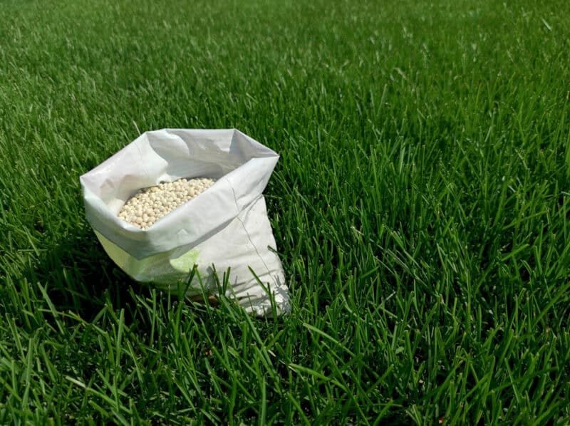 A white back holding white granular fertilizer on a lush lawn.