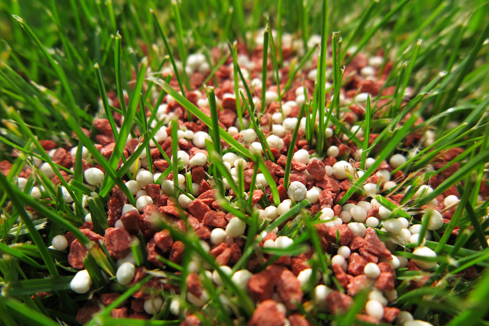 A closeup of lawn jam-packed with white and red fertilizer granules.