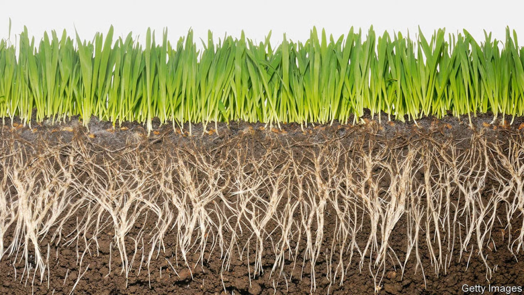 A side view of grass above the ground and its root system underneath.