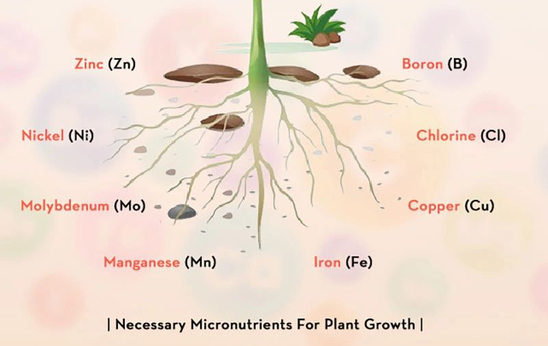 A diagram showing micronutrients underground at the roots of plants.