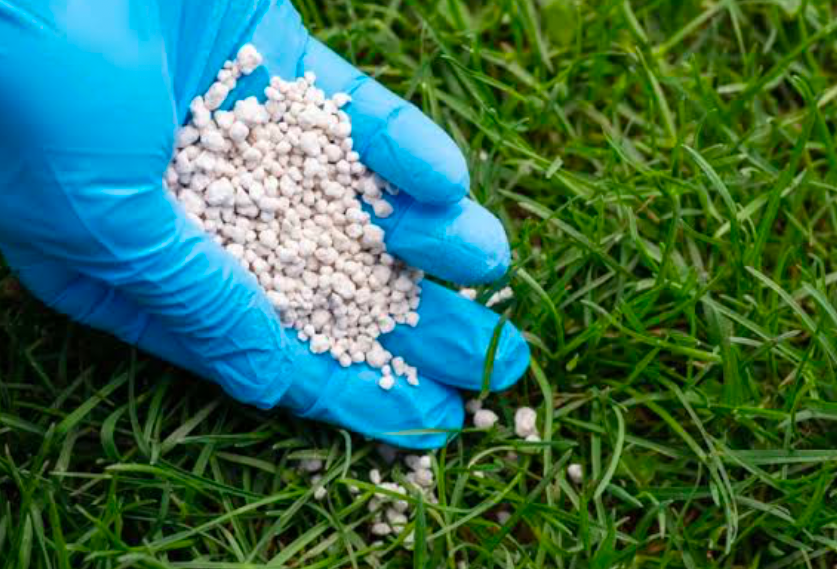 Granular slow-release fertilizer in a gloved hand pouring it onto a lawn.
