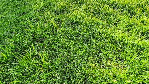 Dense green turf grass texture showing healthy, well-maintained lawn surface