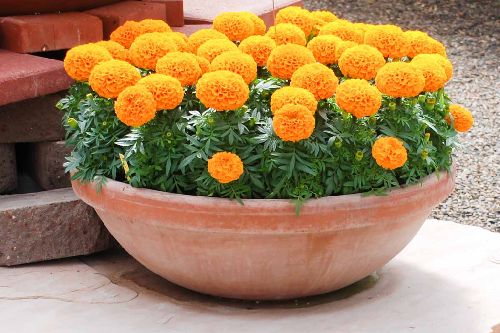 A pot filled with marigolds.
