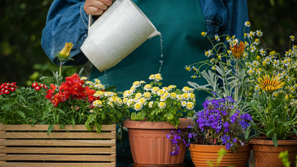 Containers on a table being watered by a gardener using a white watering pot.