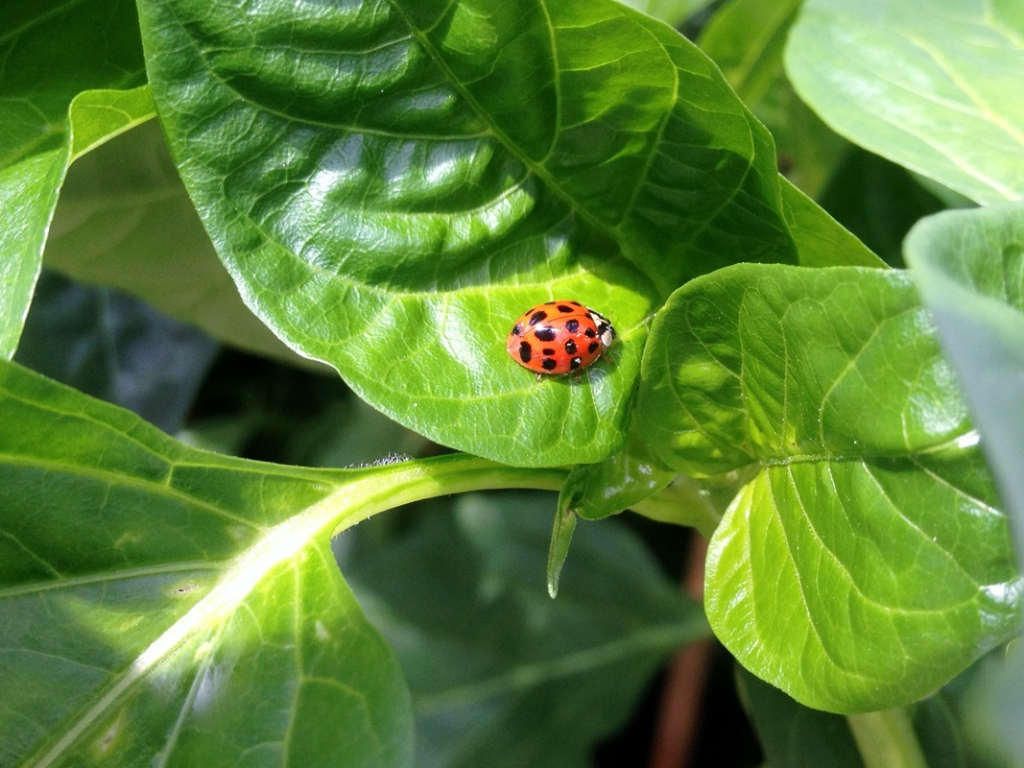 Ladybugs on a plant patrolling.