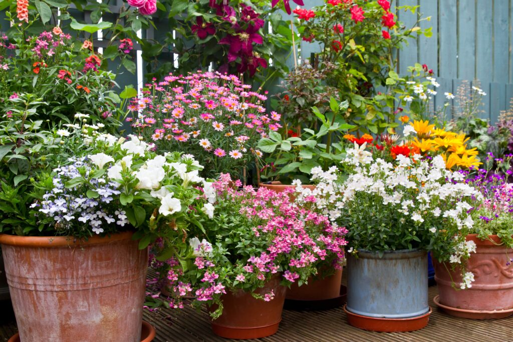 Blossoming plants planted in containers on a deck.