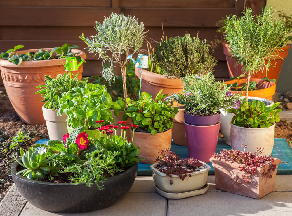 Various plants in containers on the ground.