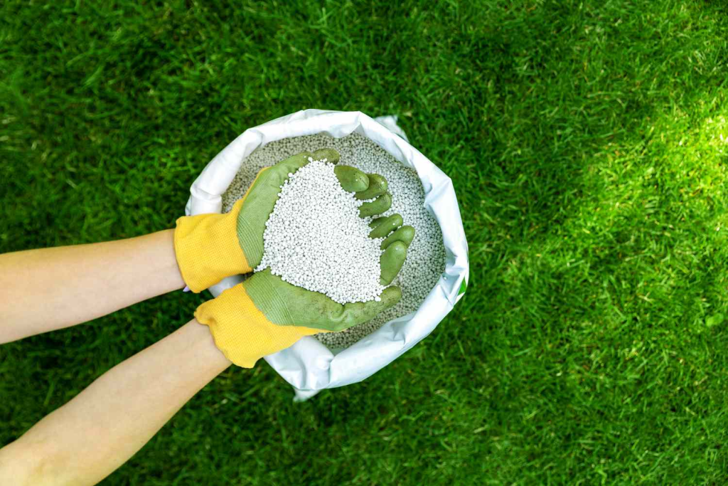 Gloved hands together holding fertilizer taken form a white bag open and below the hands on a lawn.