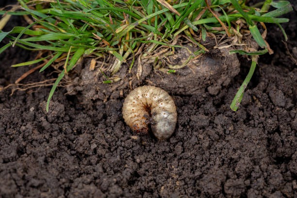 White lawn grub pest in soil causing grass damage and brown patches