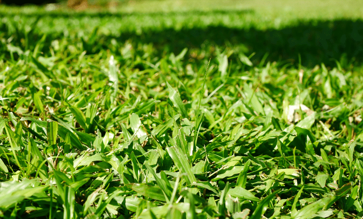 A close up of a patch of carpet like grass.