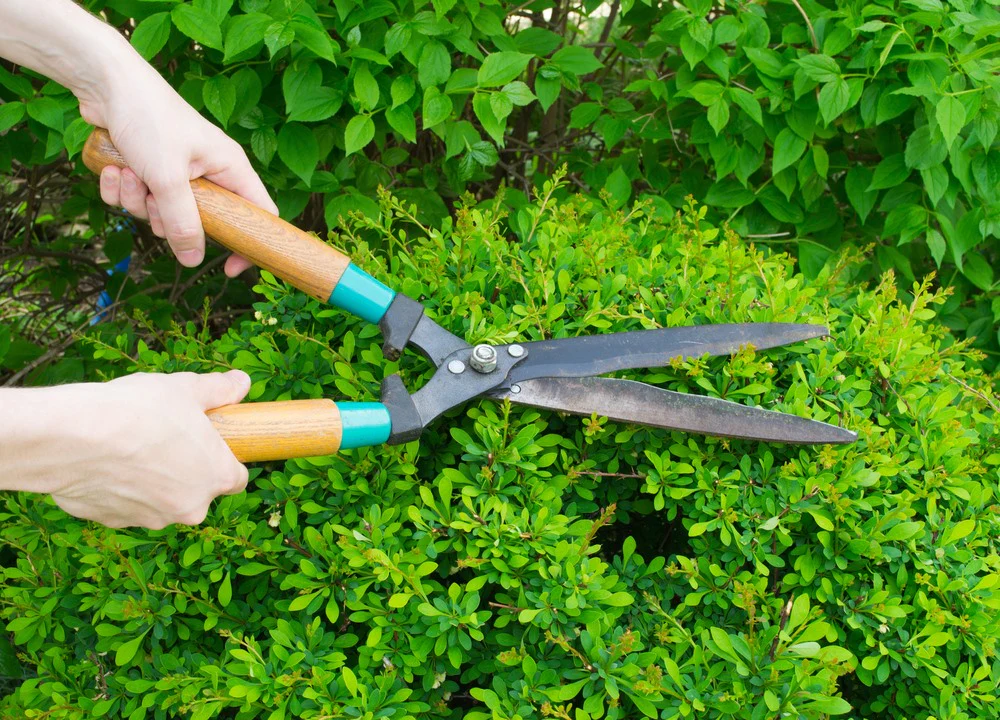 A gardener's hands using hedge trimmers to trim a hedge.
