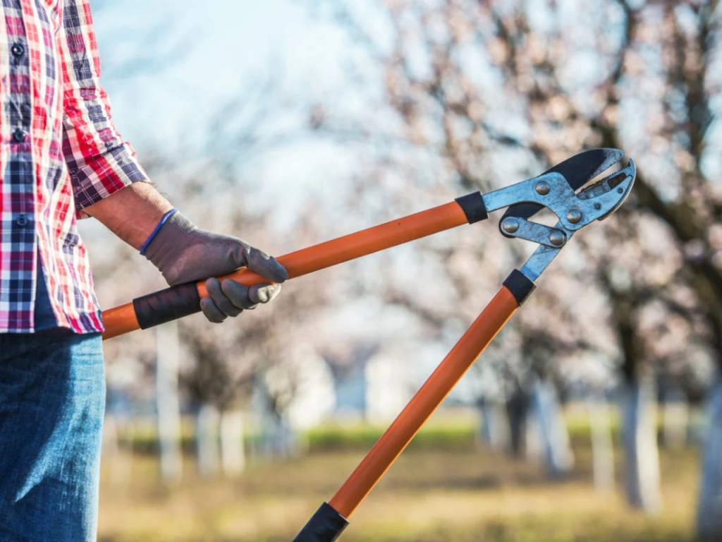 A man with his face out of frame holding a pair of Loppers in a gloved hand with the background of trees in rows.
