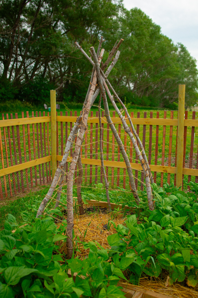 A natural trellis created from the branches pruned from trees.