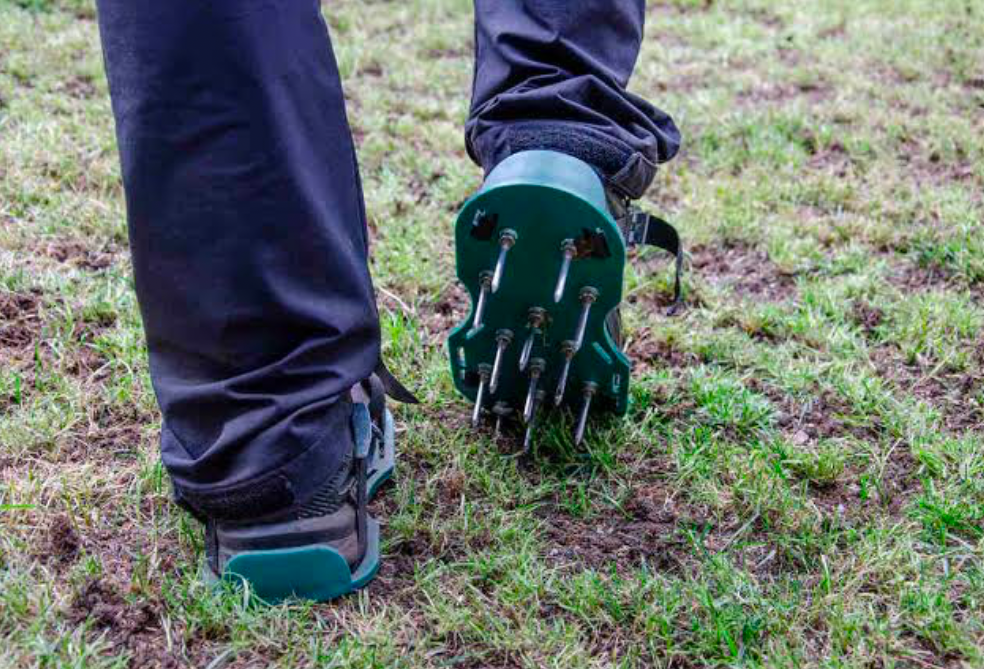 A shoe attached spike aerator being used as a gardener is walking over the lawn.