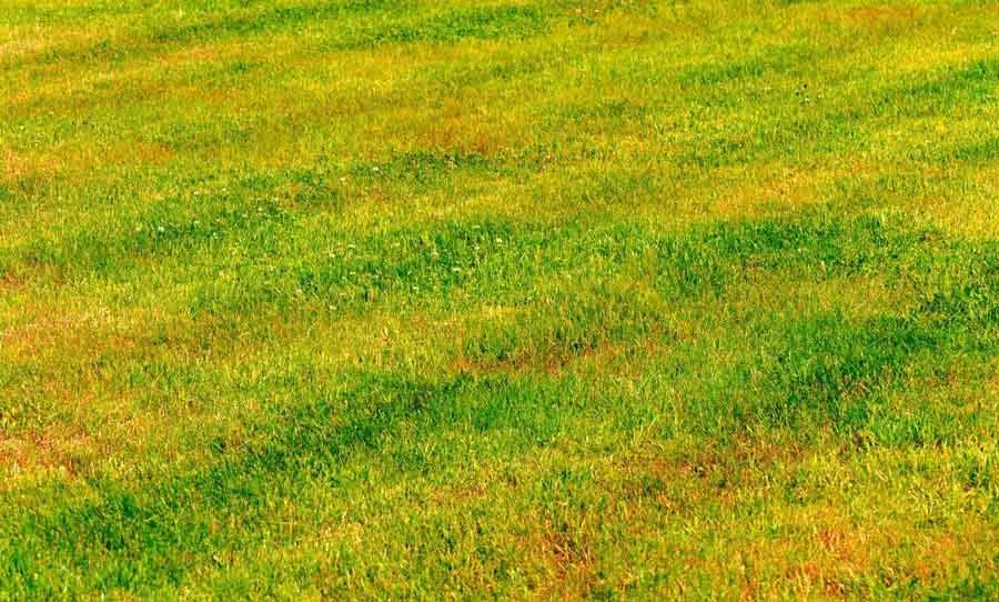 A yellow patched lawn missing key nutrients to keep it lush and green.