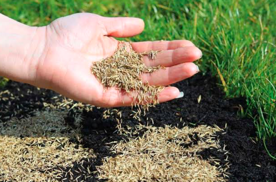 A gardener overseeding a patch of exposed earth in their otherwise lush lawn.