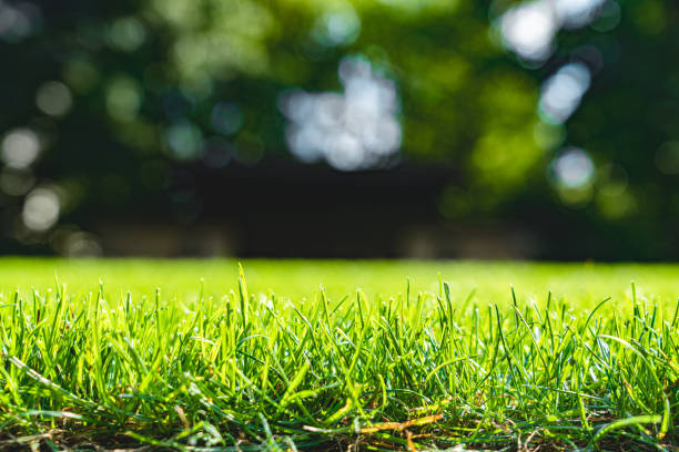 A closeup of medium height grass on a lawn.