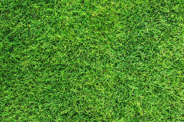 A top down look at a lush lawn.