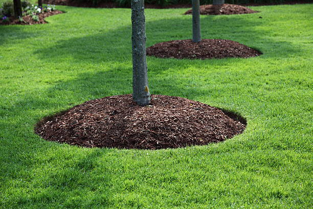 Mulch at the root of trees on a lush lawn.