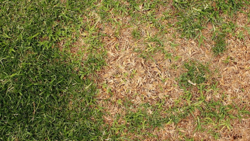 Top down view of a patchy lawn.
