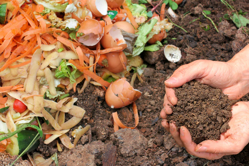 Hands holding organic fertilizer in the foreground with organic material in the background being composted into organic fertilizer.