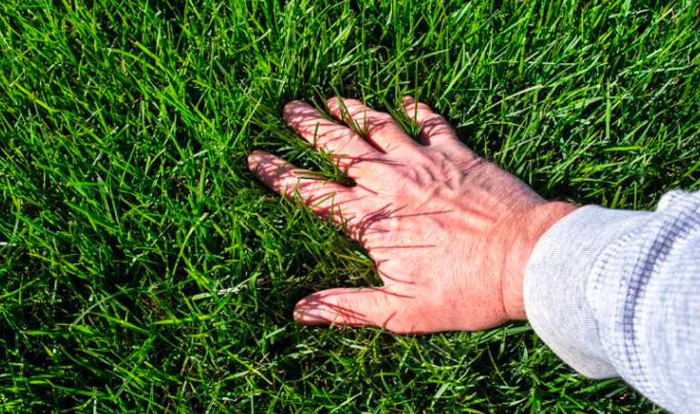 A hand resting in lush lawn's grass.