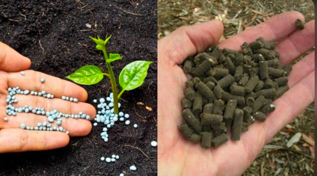 A collage of two images on the left synthetic fertilizer is held in a hand while on the right organic fertilizer is held.