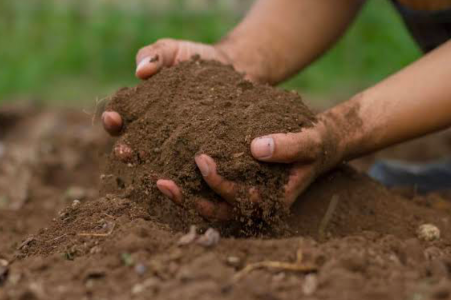 A gardener holding two handfuls of fertilizer.