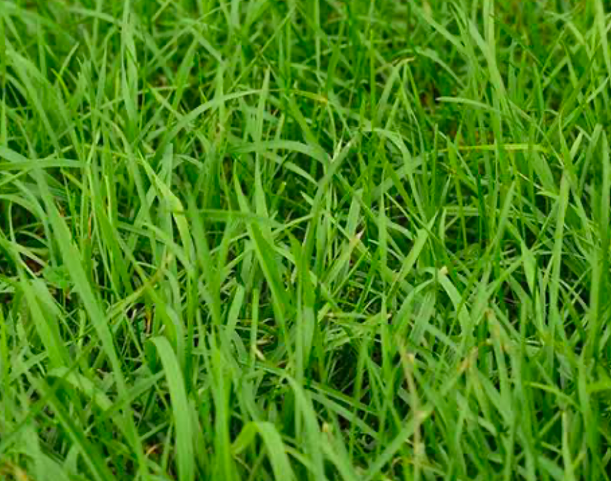 Close up of a long grass strain.