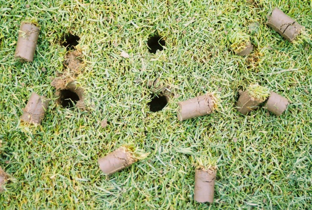 A top down view of a patch of lawn with plugs laid on the lawn and holes where it was aerated.