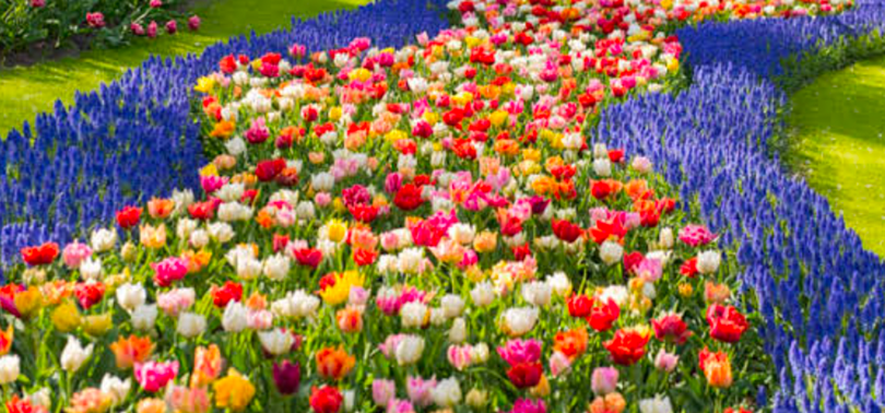 Colorful tulips and blue hyacinths forming a winding flower bed in a spring garden.