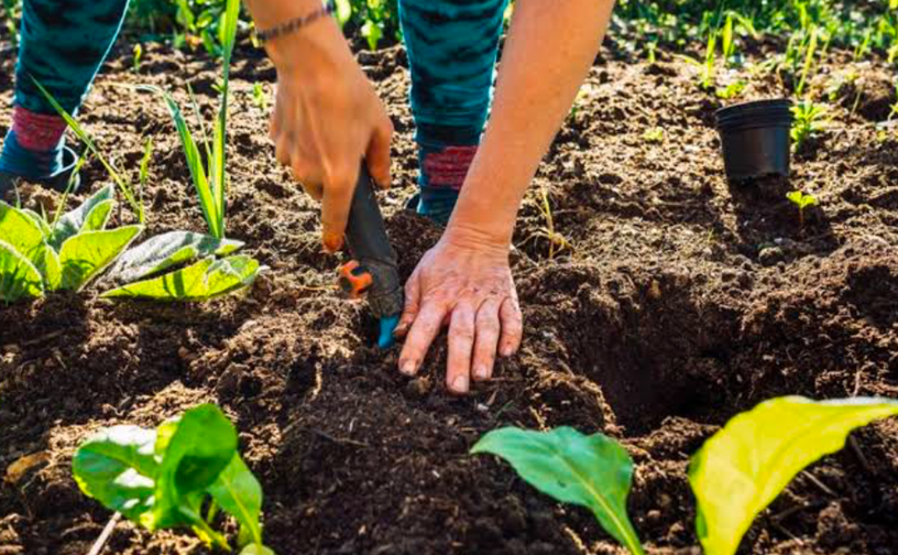 Gardener planting seedlings with a hand trowel in rich garden soil.