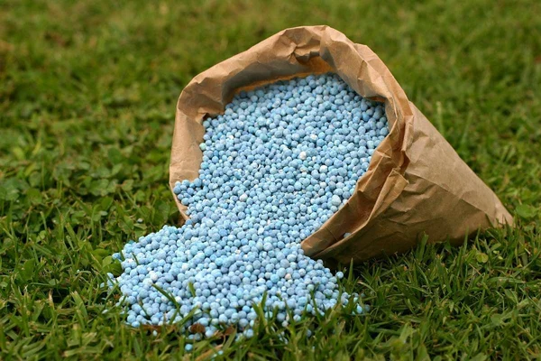 Paperbag overflowing with large blue and white gradient granule lawn fertilizer onto a trimmed lawn.