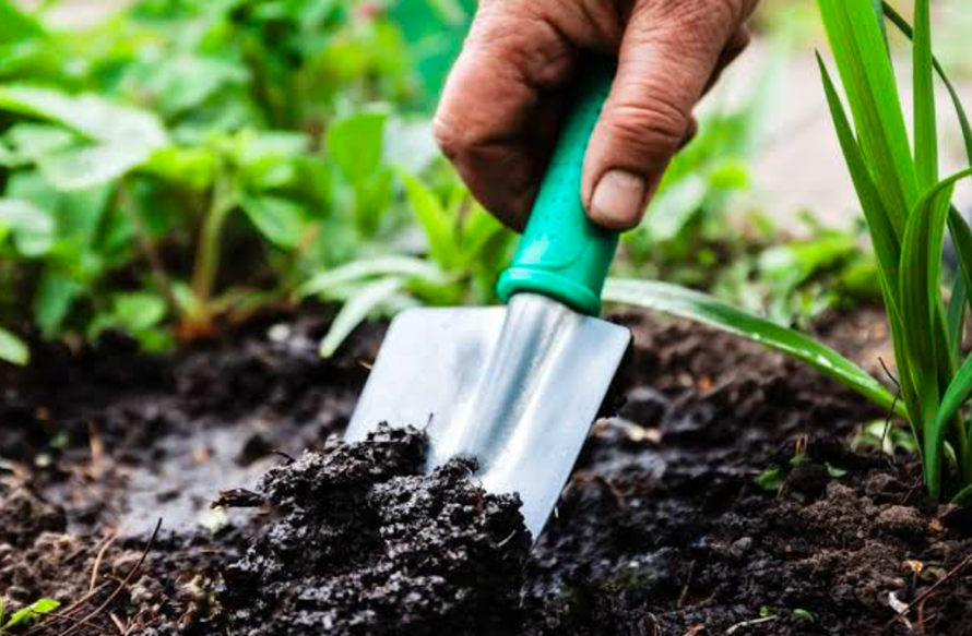 Hand using garden trowel to turn moist soil around young plants