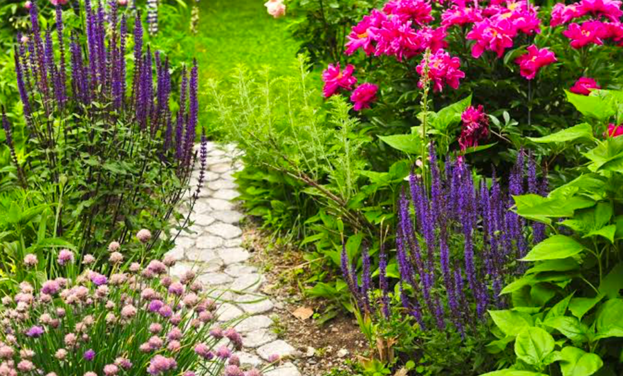 Colorful cottage garden border of peonies and salvia along curved pathway