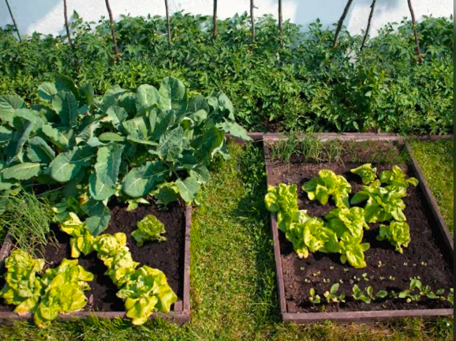 Raised vegetable beds growing lettuce and brassicas in sunny backyard garden