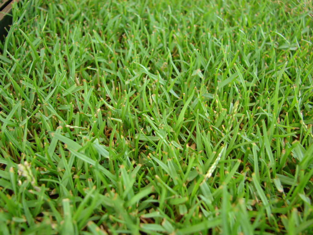 Close up of Zoysia grass.