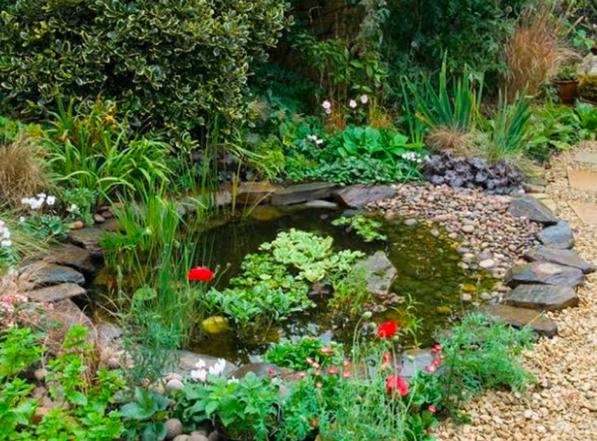 Small backyard wildlife pond with stones, aquatic plants, and gravel edging