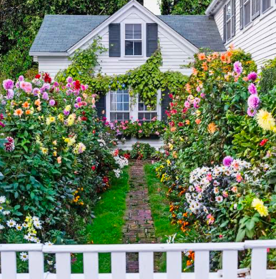 Charming cottage front yard garden with colorful dahlias and brick path to a white house