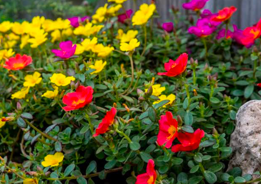 Moss rose (Portulaca) groundcover with red, yellow and magenta blooms in a sunny bed