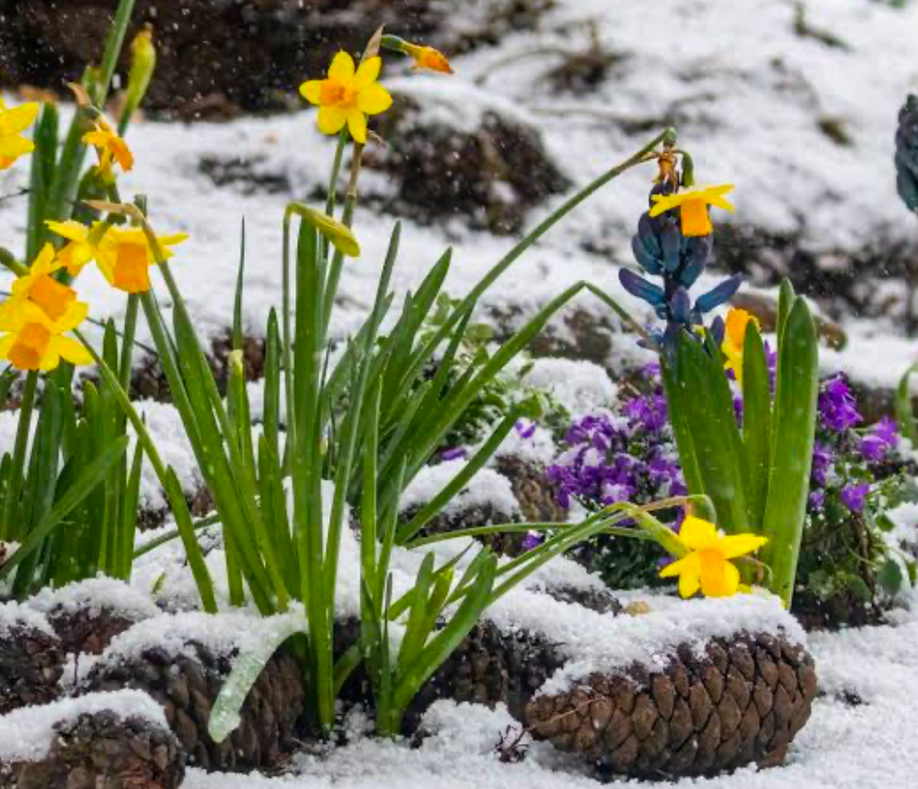 Yellow daffodils and other spring bulbs blooming through fresh snow in a garden