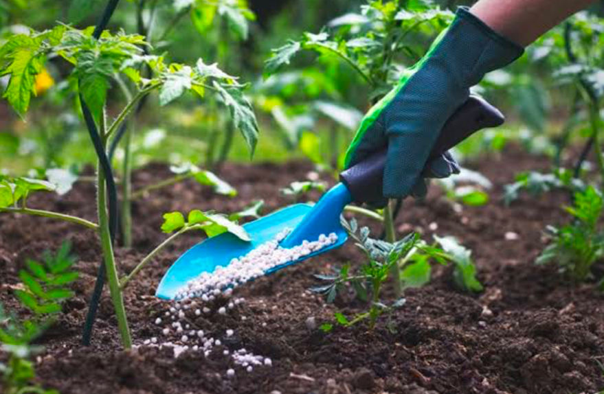 Gardener spreading granular fertilizer with a scoop around young tomato plants