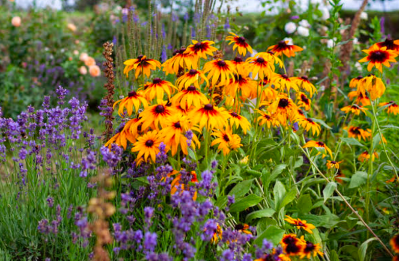 Perennial bed with vibrant black-eyed Susans and purple lavender along a stone path
