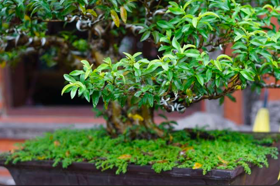 Bonsai tree in a shallow planter with lush green groundcover on a patio