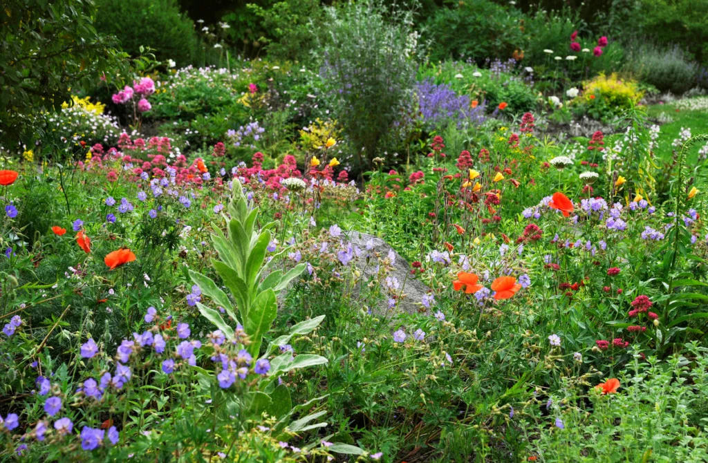 Colorful wildflower meadow for pollinators