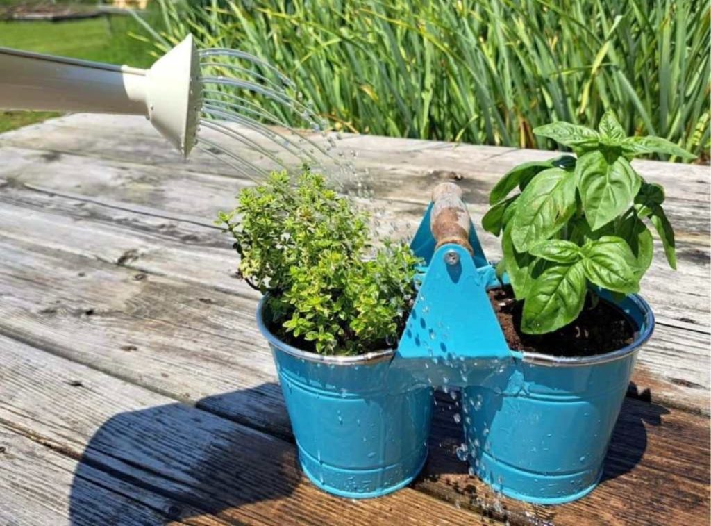 Person watering basil and thyme growing in blue metal bucket planters