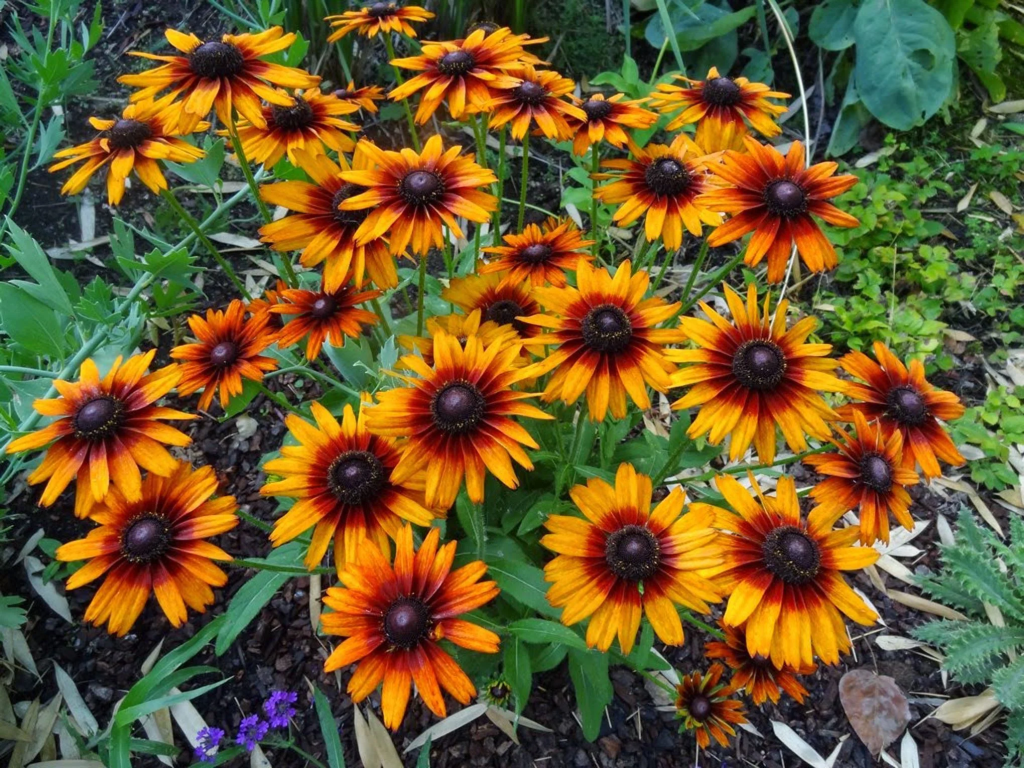 Red-orange coneflower blooming in garden